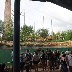 Hippo Viewing at Beauval, 12/06/18