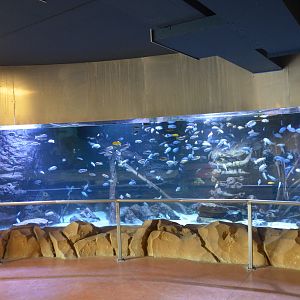 Malawi Cichlid Tank in Hippo Viewing Area at Beauval, 12/06/18