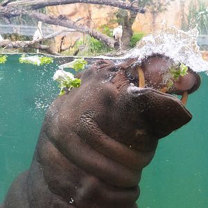 Common Hippopotamus at Beauval, 12/06/18