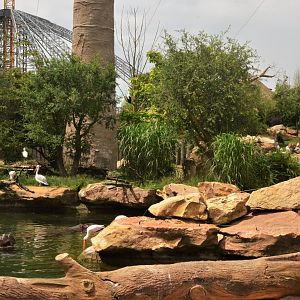 Hippo and Birds at Beauval, 12/06/18