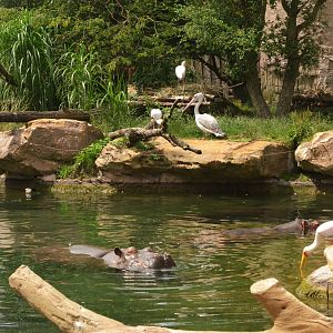 Hippo and Birds at Beauval, 12/06/18