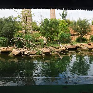 Hippo Viewing at Beauval, 12/06/18