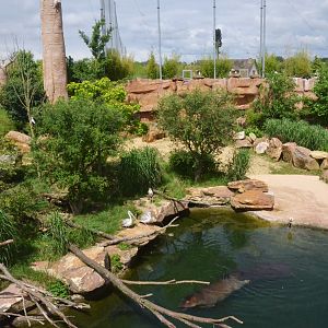 Hippo Enclosure at Beauval, 12/06/18