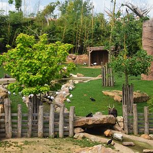 Nyala Paddock in the Hippo Enclosure at Beauval, 12/06/18