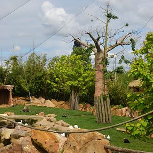 Nyala Paddock in the Hippo Enclosure at Beauval, 12/06/18