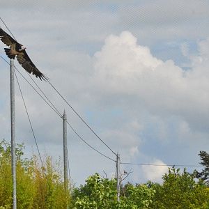 White-headed Vulture in the Hippo Enclosure at Beauval, 12/06/18