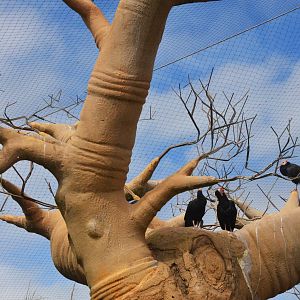 Southern Bald Ibis in the Hippo Enclosure at Beauval, 12/06/18