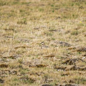 Eurasian dotterel, Eudromias morinellus