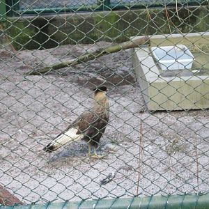 crested caracara