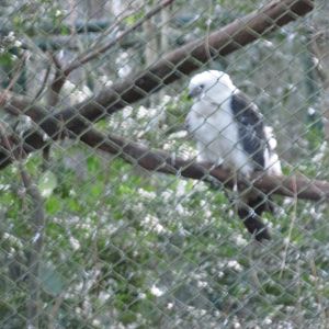 yellow headed caracara
