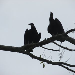 black vulture