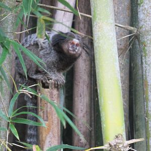 black tufted marmoset