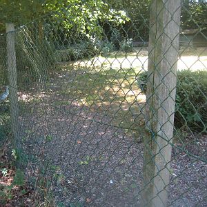 Frydenlund Fuglepark - Upland goose exhibit