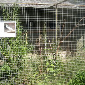 Frydenlund Fuglepark - Parrot aviary #2