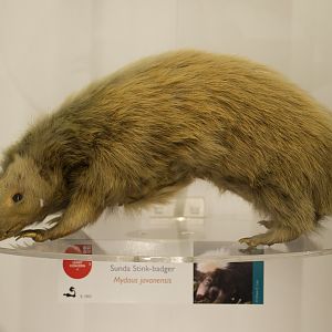 Sunda Stink Badger - Museum of Zoology Cambridge