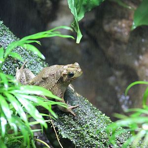 Evergreen Toad