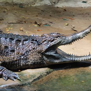 False Gharial