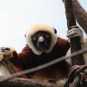 Coquerel's Sifaka
