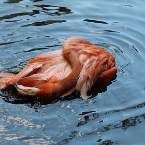 American Flamingo