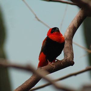 Northern Red Bishop