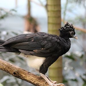 Northern Helmeted Curassow Chick