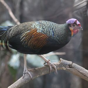 Green Junglefowl