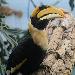 Great Indian Hornbill