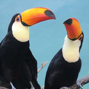 Toco Toucan Pair