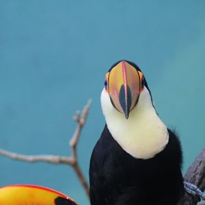 Toco Toucan