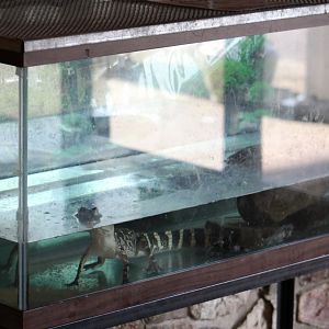 American Alligator Terrarium