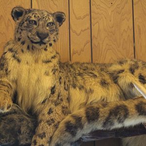 Stuffed Snow Leopard