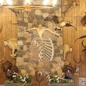 Taxidermy Wall