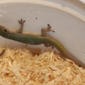 Lagodactylus conraui