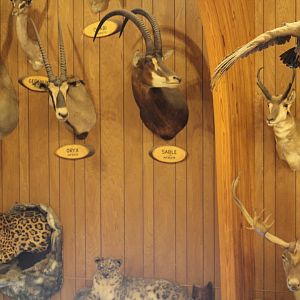 Taxidermy Wall
