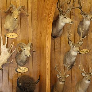 Taxidermy Wall