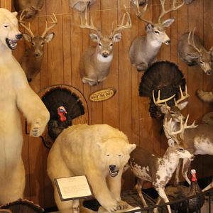 Taxidermy Wall