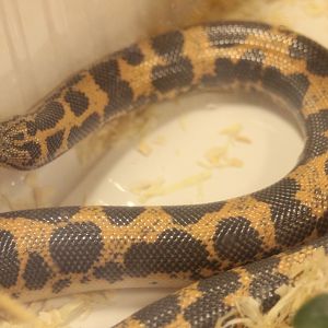 Gongylophis colubrinus