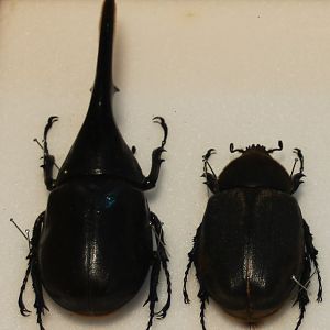 Dynastes hercules bleuzeni