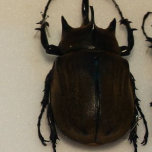 Megasoma gyas porioni