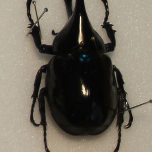 Xylotrupes beckeri