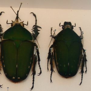 Mecynorhina torquata immaculicollis