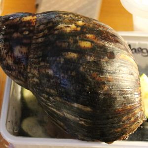 Archachatina marginata