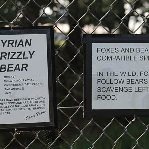Syrian Brown Bear Signage