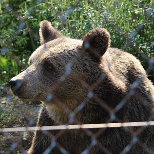 Syrian Brown Bear