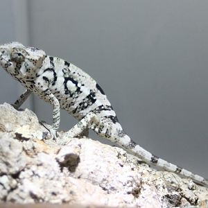 Furcifer pardalis - Djangoa