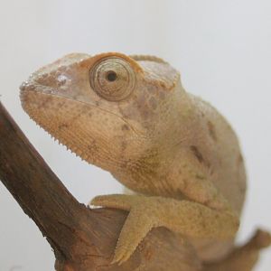 Furcifer verrucosus