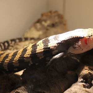 Tiliqua gigas gigas