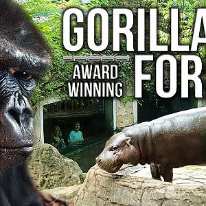 Zoo Tours: The Gorilla Forest
