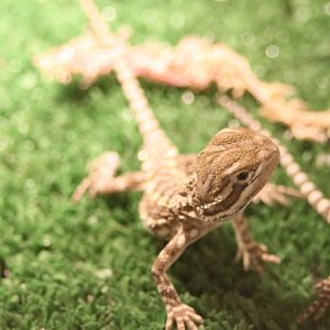 Pogona henrylowsoni