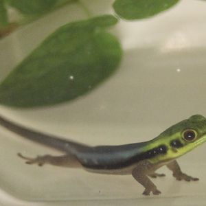 Phelsuma klemmeri